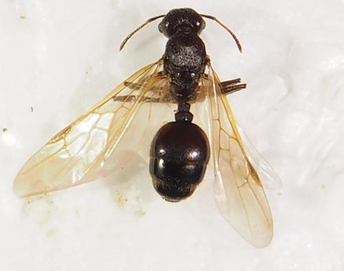 Réf. 277 131 : Pheidole sp.